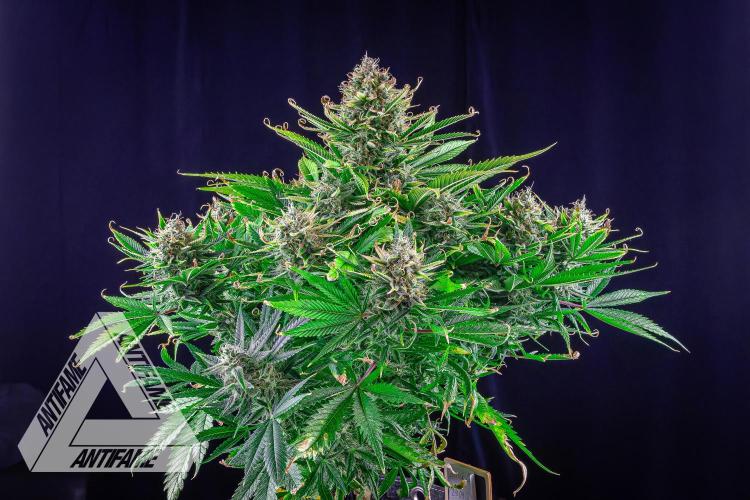 DIVINE SEEDS - Auto Black Opium. Week 11