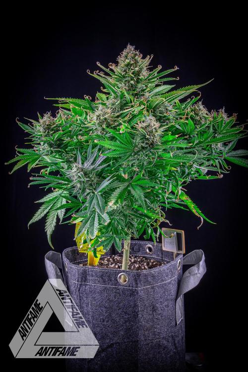 DIVINE SEEDS - Auto Black Opium. Week 11