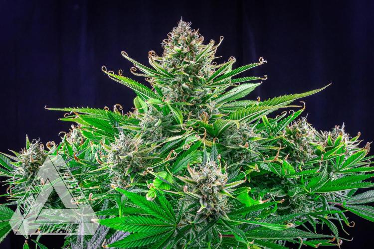 DIVINE SEEDS - Auto Black Opium. Week 11