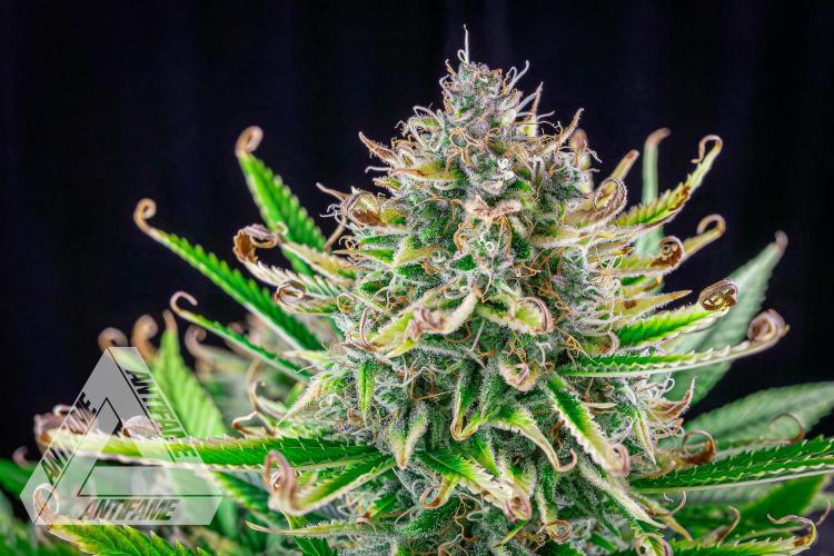 DIVINE SEEDS - Auto Black Opium. Week 11