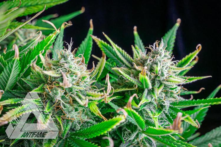 DIVINE SEEDS - Auto Black Opium. Week 11