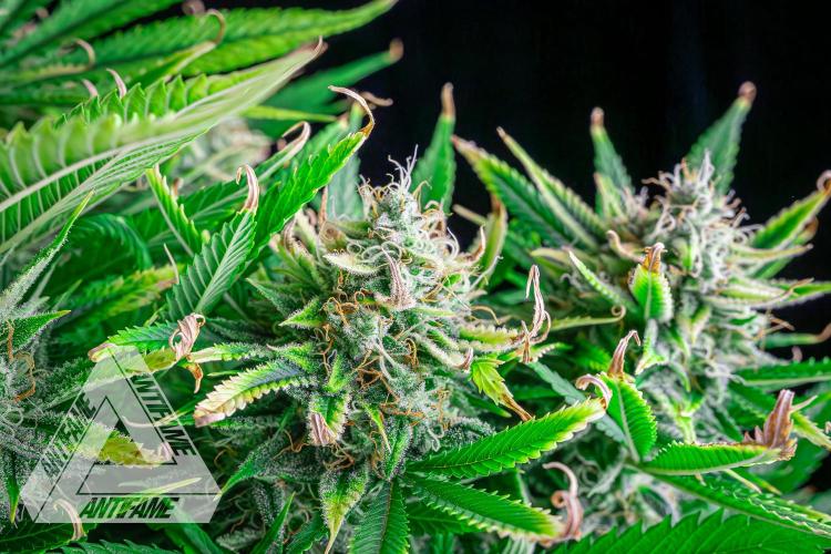 DIVINE SEEDS - Auto Black Opium. Week 11