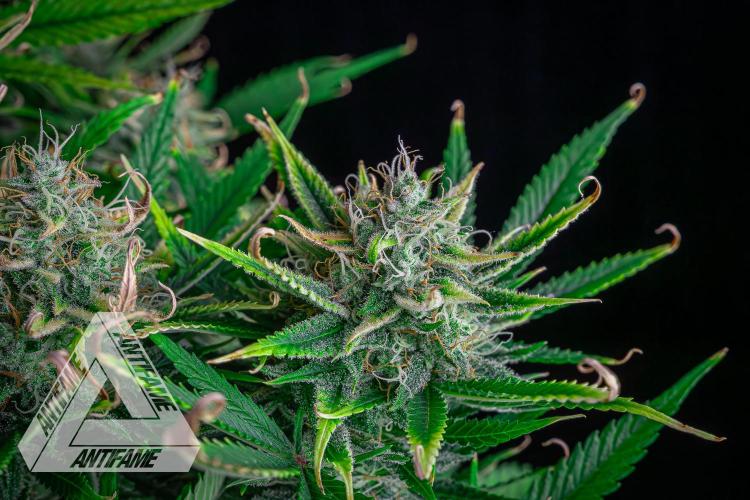 DIVINE SEEDS - Auto Black Opium. Week 11