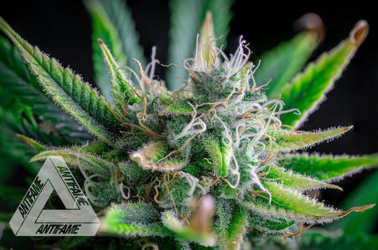 DIVINE SEEDS - Auto Black Opium. Week 11