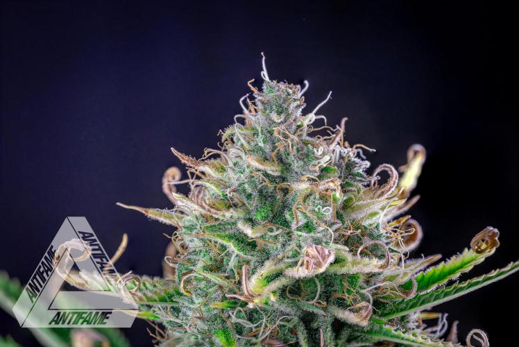 DIVINE SEEDS - Auto Black Opium. Week 11