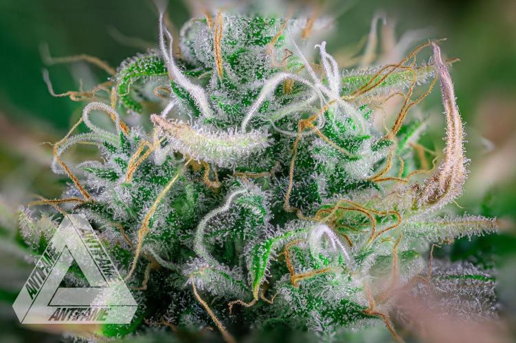 DIVINE SEEDS - Auto Black Opium. Week 11