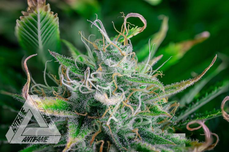 DIVINE SEEDS - Auto Black Opium. Week 11