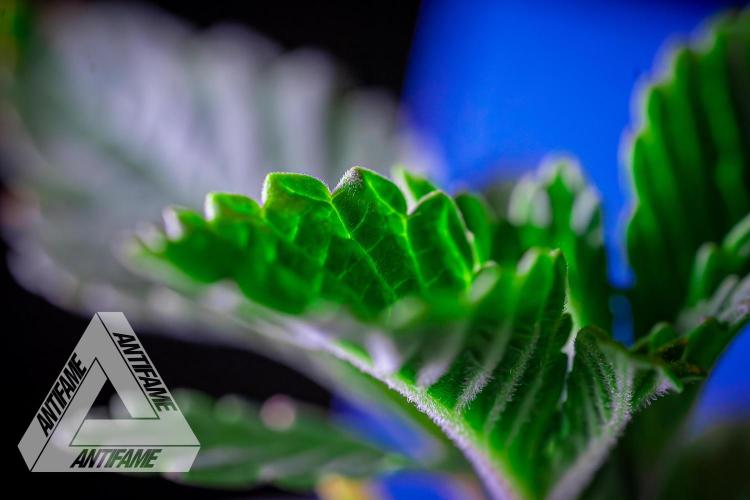 IZI SEEDS - Grandpa Zombie genetics femB. Week 2