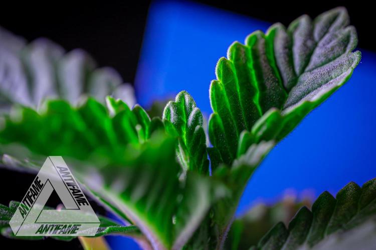 IZI SEEDS - Grandpa Zombie genetics femB. Week 2