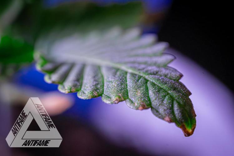 IZI SEEDS - Grandpa Zombie genetics femB. Week 2