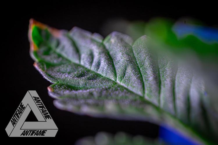 IZI SEEDS - Grandpa Zombie genetics femB. Week 2