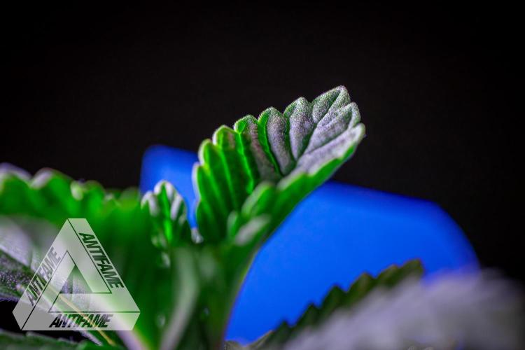 IZI SEEDS - Grandpa Zombie genetics femB. Week 2