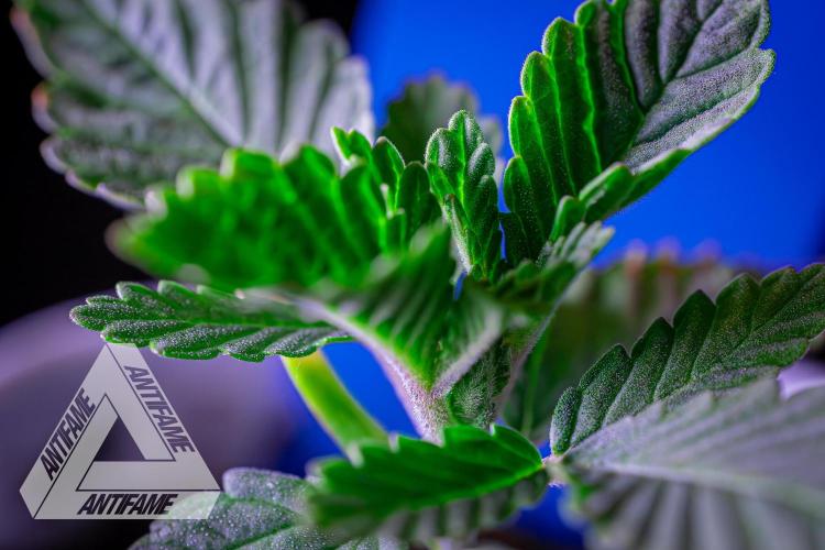 IZI SEEDS - Grandpa Zombie genetics femB. Week 2