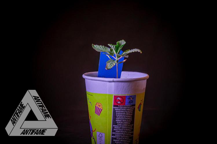 IZI SEEDS - Grandpa Zombie genetics femB. Week 2