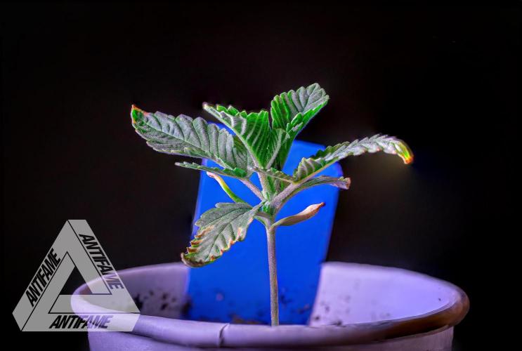 IZI SEEDS - Grandpa Zombie genetics femB. Week 2