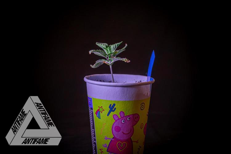 IZI SEEDS - Grandpa Zombie genetics femB. Week 2