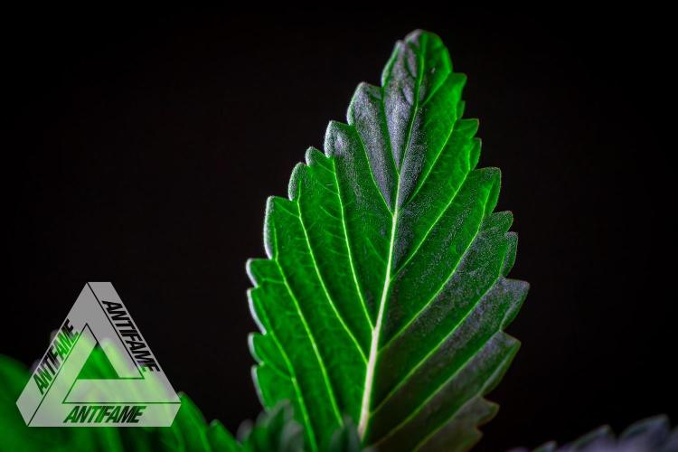 IZI SEEDS - Grandpa Zombie genetics femR. Week 2