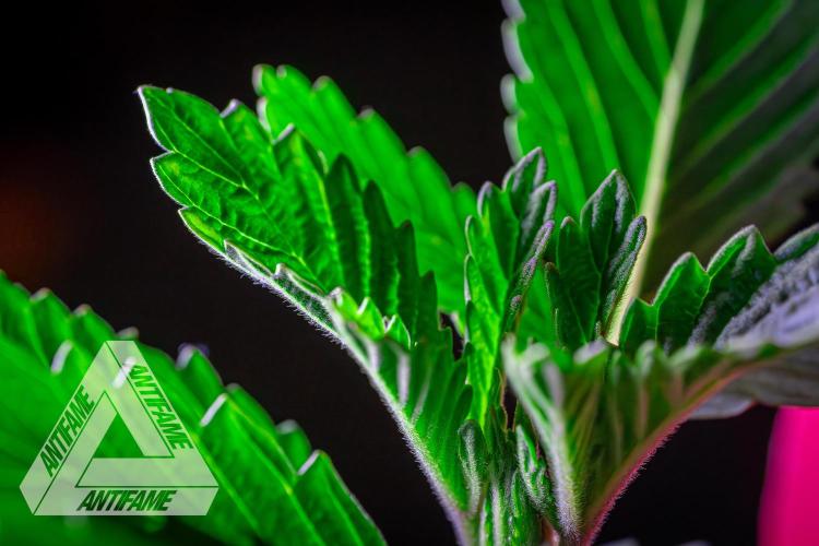 IZI SEEDS - Grandpa Zombie genetics femR. Week 2