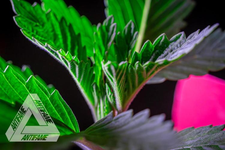 IZI SEEDS - Grandpa Zombie genetics femR. Week 2