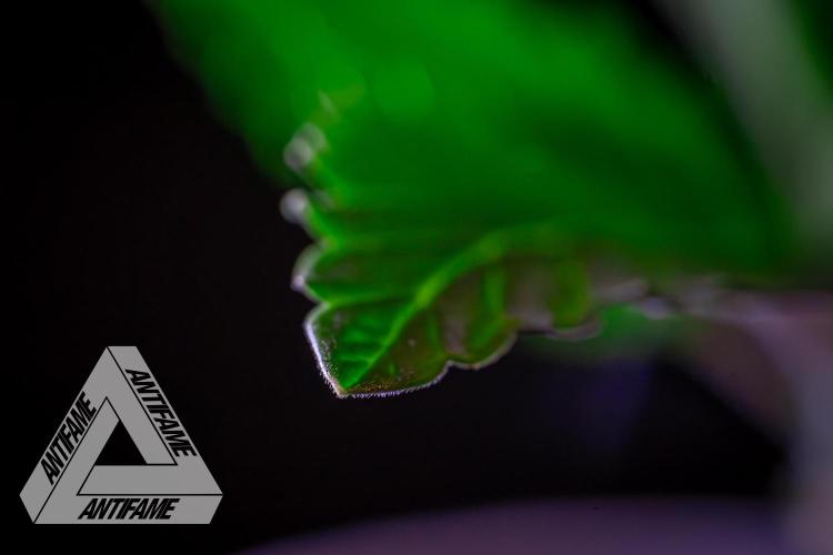 IZI SEEDS - Grandpa Zombie genetics femR. Week 2