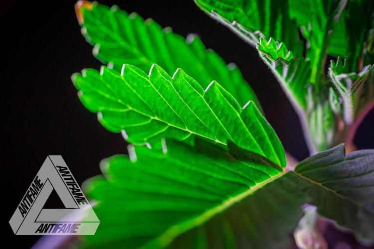 IZI SEEDS - Grandpa Zombie genetics femR. Week 2