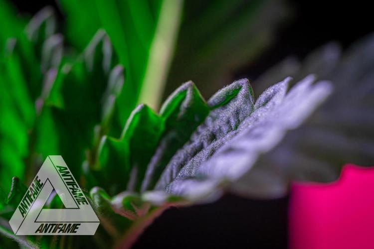 IZI SEEDS - Grandpa Zombie genetics femR. Week 2