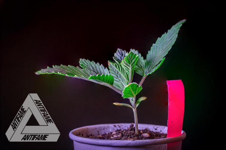 IZI SEEDS - Grandpa Zombie genetics femR. Week 2