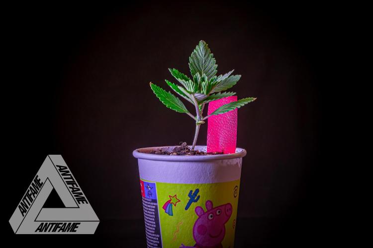 IZI SEEDS - Grandpa Zombie genetics femR. Week 2