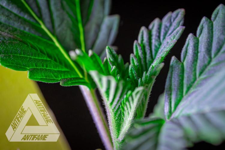 IZI SEEDS - Grandpa Zombie Genetics FemY. Week 2