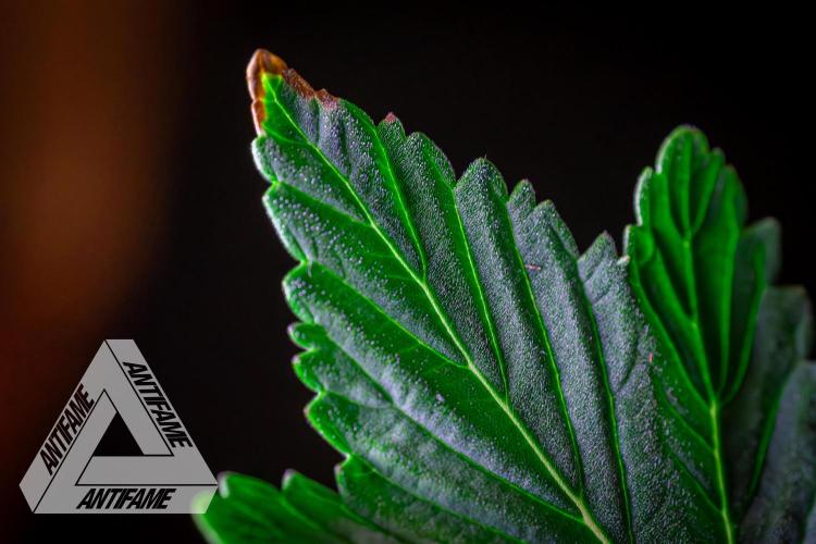 IZI SEEDS - Grandpa Zombie Genetics FemY. Week 2