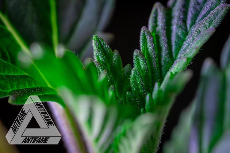 IZI SEEDS - Grandpa Zombie Genetics FemY. Week 2