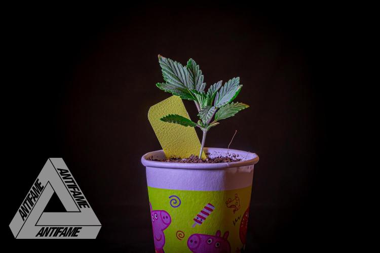 IZI SEEDS - Grandpa Zombie Genetics FemY. Week 2