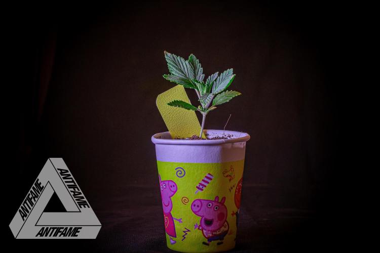 IZI SEEDS - Grandpa Zombie Genetics FemY. Week 2