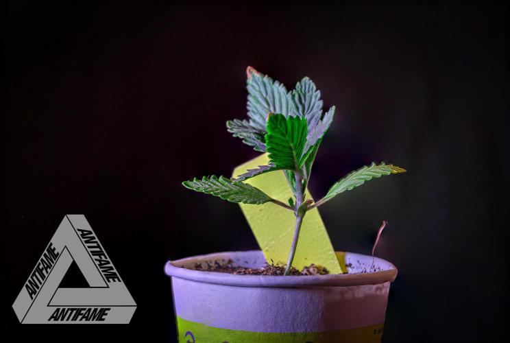 IZI SEEDS - Grandpa Zombie Genetics FemY. Week 2