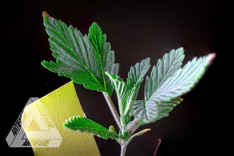 IZI SEEDS - Grandpa Zombie Genetics FemY. Week 2