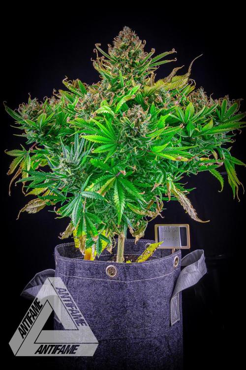 DIVINE SEEDS - Auto Black Opium. Week 12