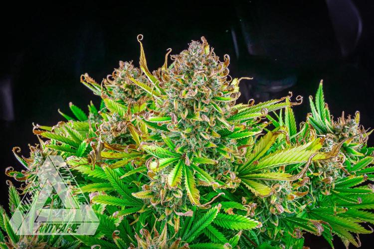 DIVINE SEEDS - Auto Black Opium. Week 12