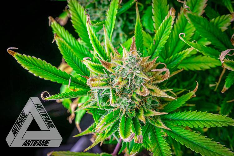 DIVINE SEEDS - Auto Black Opium. Week 12