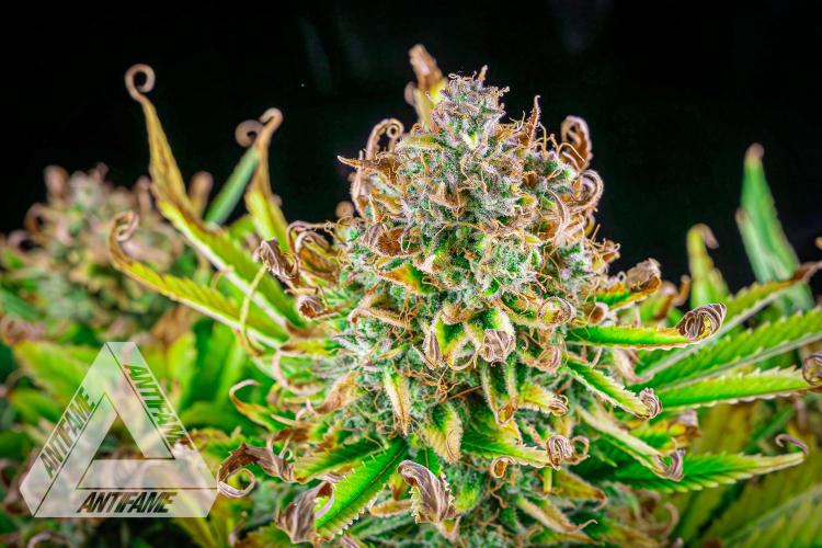 DIVINE SEEDS - Auto Black Opium. Week 12