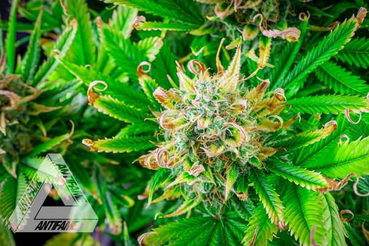 DIVINE SEEDS - Auto Black Opium. Week 12