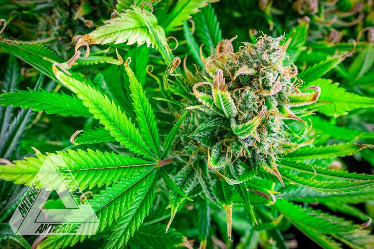 DIVINE SEEDS - Auto Black Opium. Week 12