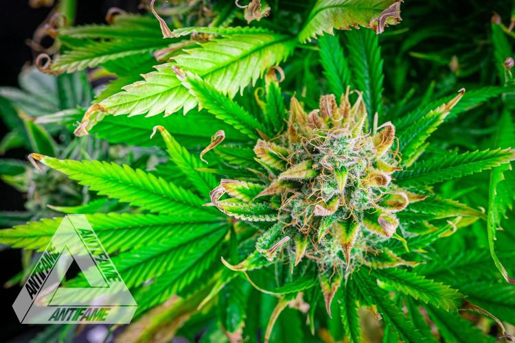 DIVINE SEEDS - Auto Black Opium. Week 12