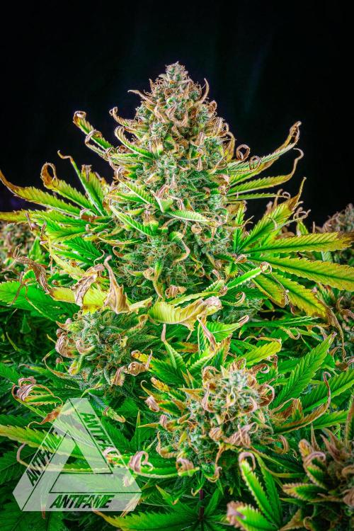 DIVINE SEEDS - Auto Black Opium. Week 12