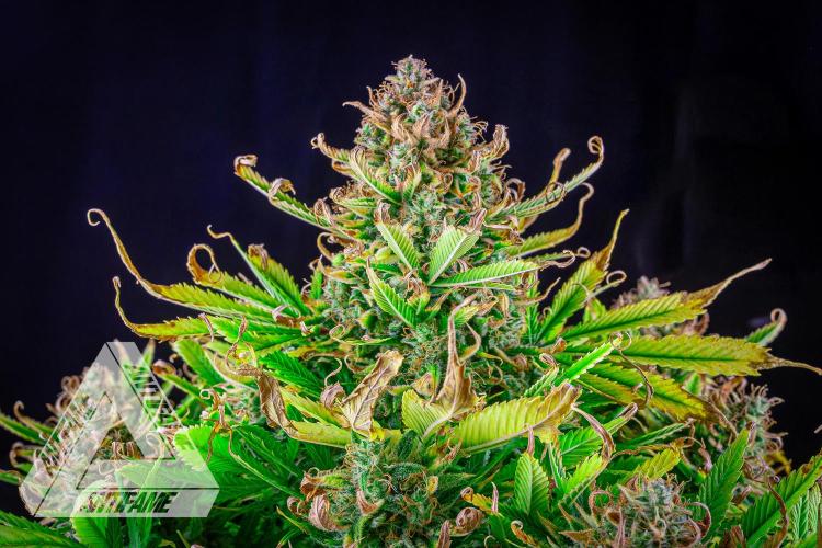 DIVINE SEEDS - Auto Black Opium. Week 12