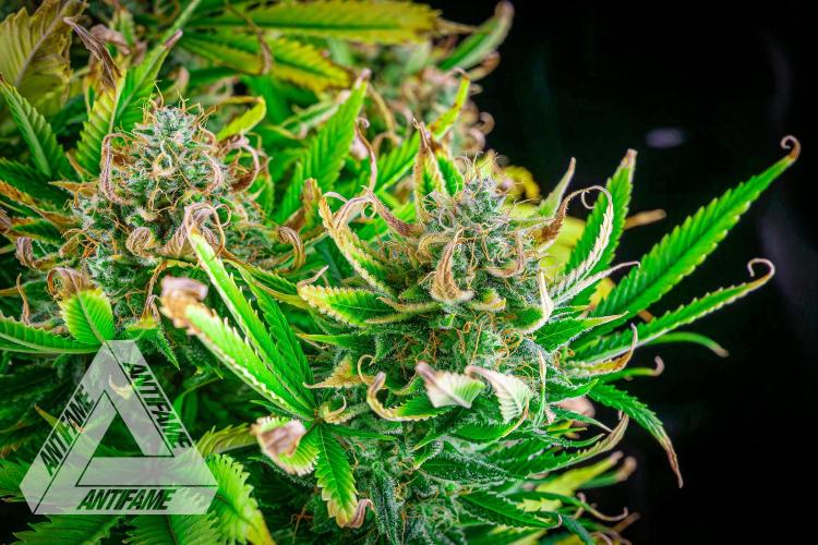 DIVINE SEEDS - Auto Black Opium. Week 12