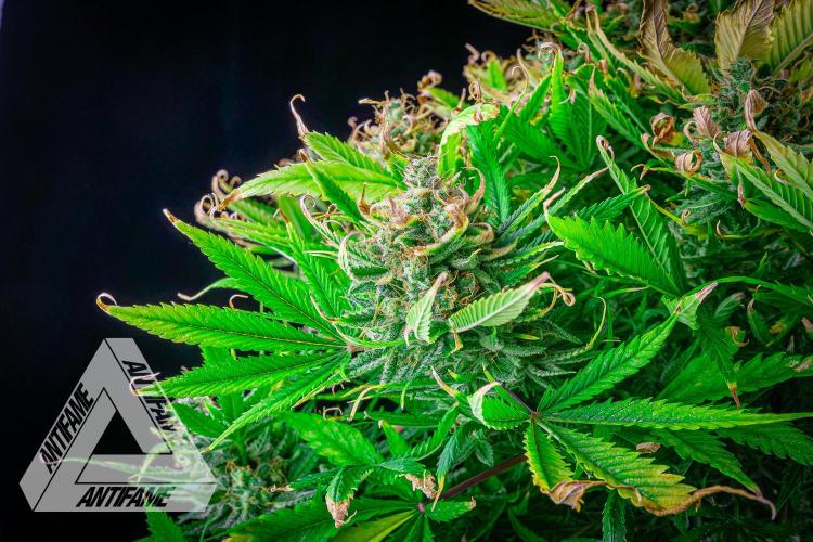 DIVINE SEEDS - Auto Black Opium. Week 12