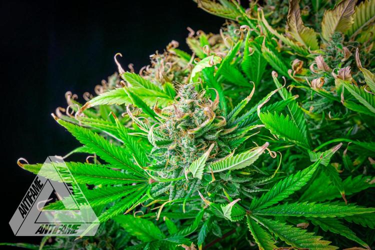 DIVINE SEEDS - Auto Black Opium. Week 12