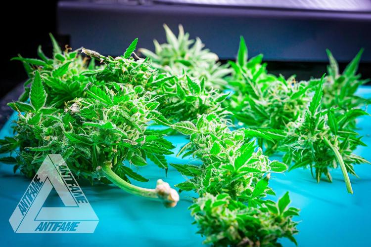 DIVINE SEEDS - Auto Black Opium. Week 12