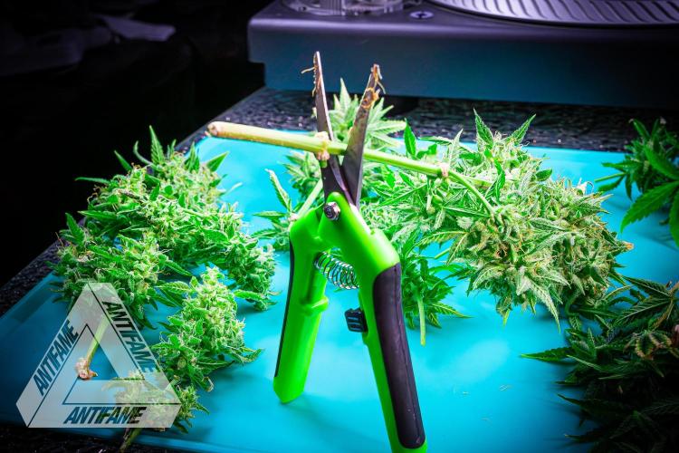 DIVINE SEEDS - Auto Black Opium. Week 12