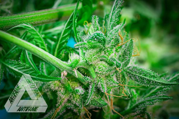 DIVINE SEEDS - Auto Black Opium. Week 12